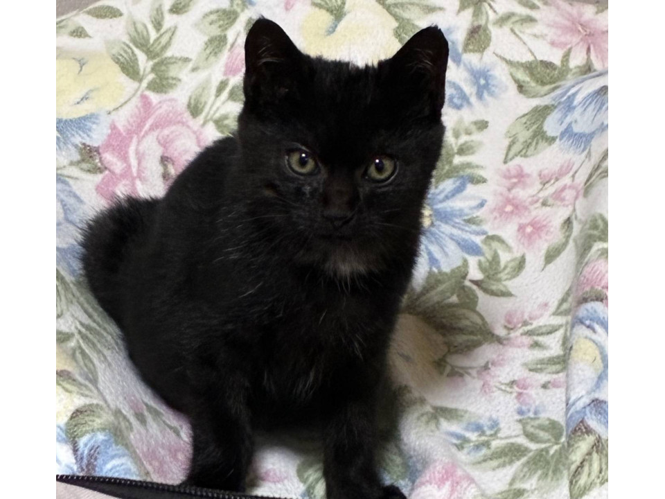 1/11堺市里親会★ココア