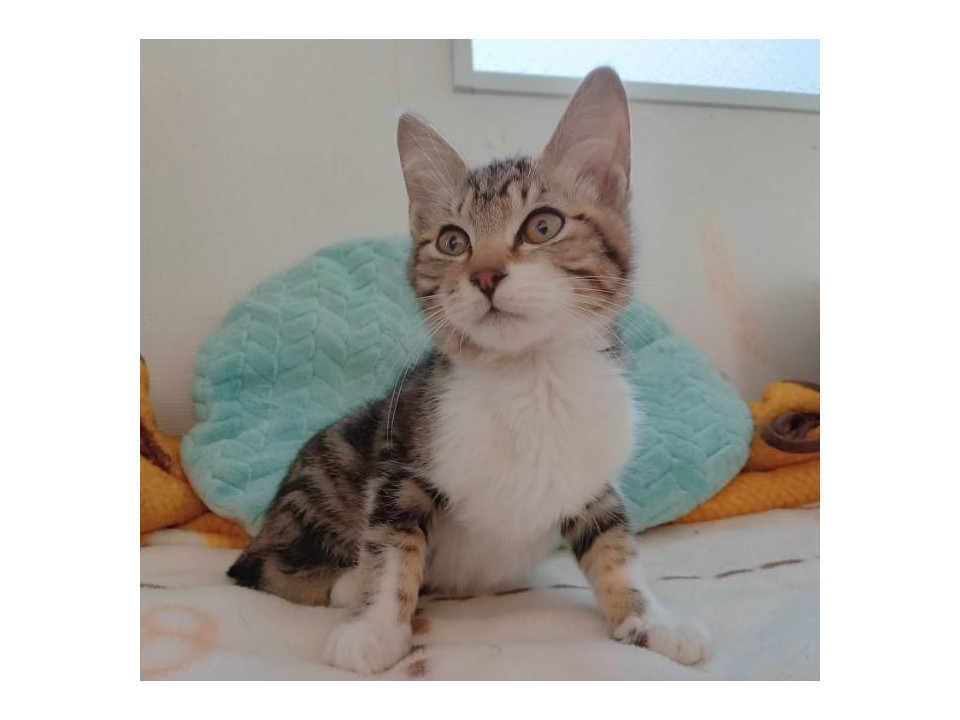 1/11堺市里親会☆プリン