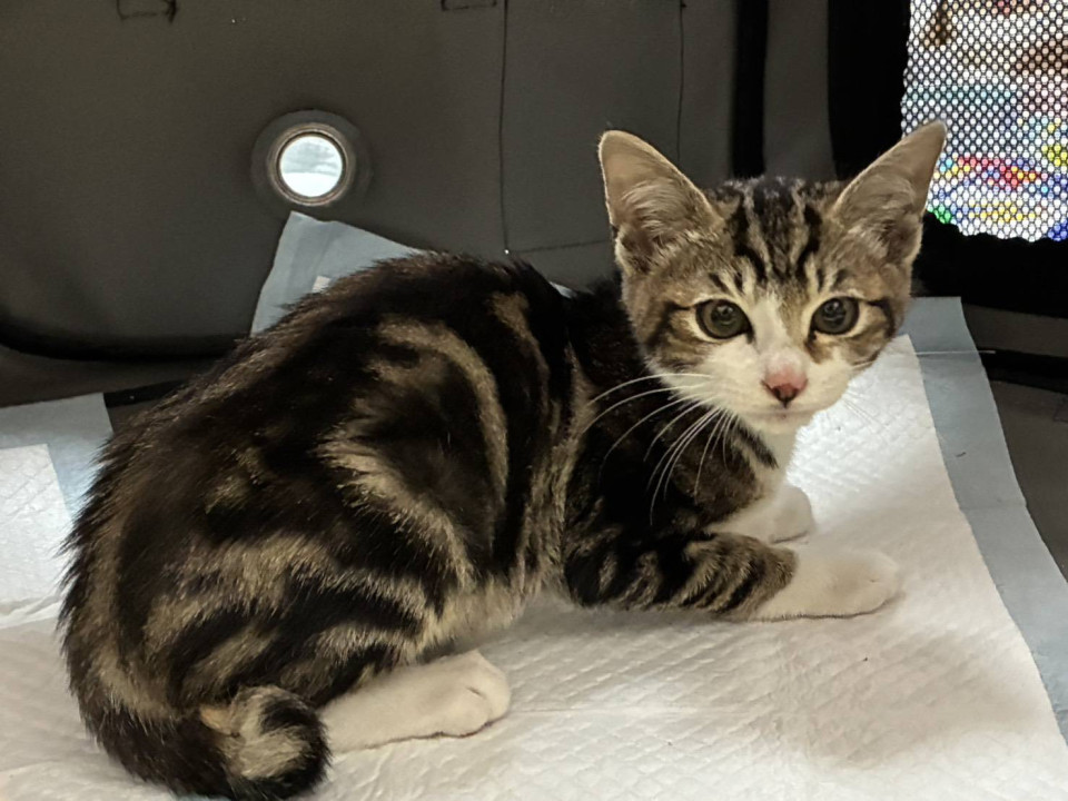 1/11堺市里親会★ルイ