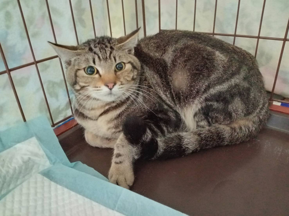 1/11堺市里親会★レオ