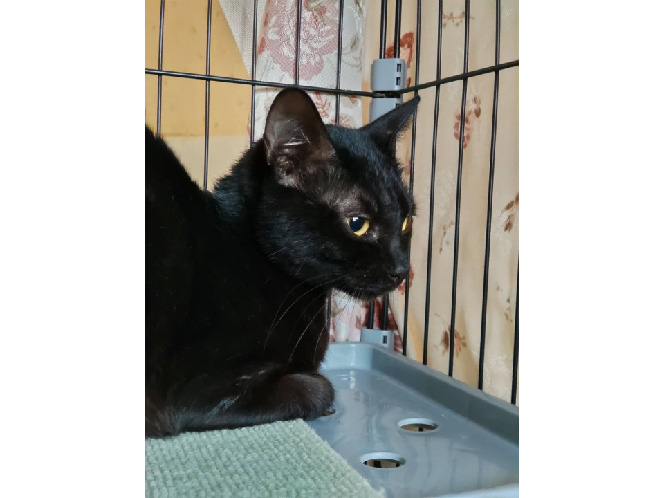 1/11堺市里親会☆ネロ