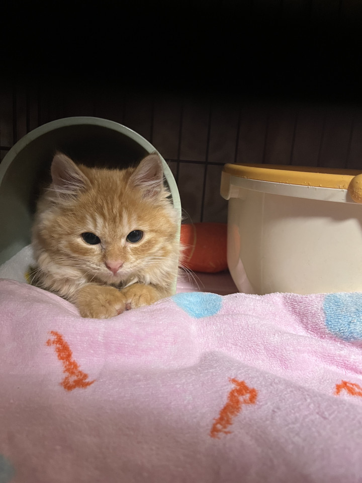 モフモフ天真爛漫な女の子