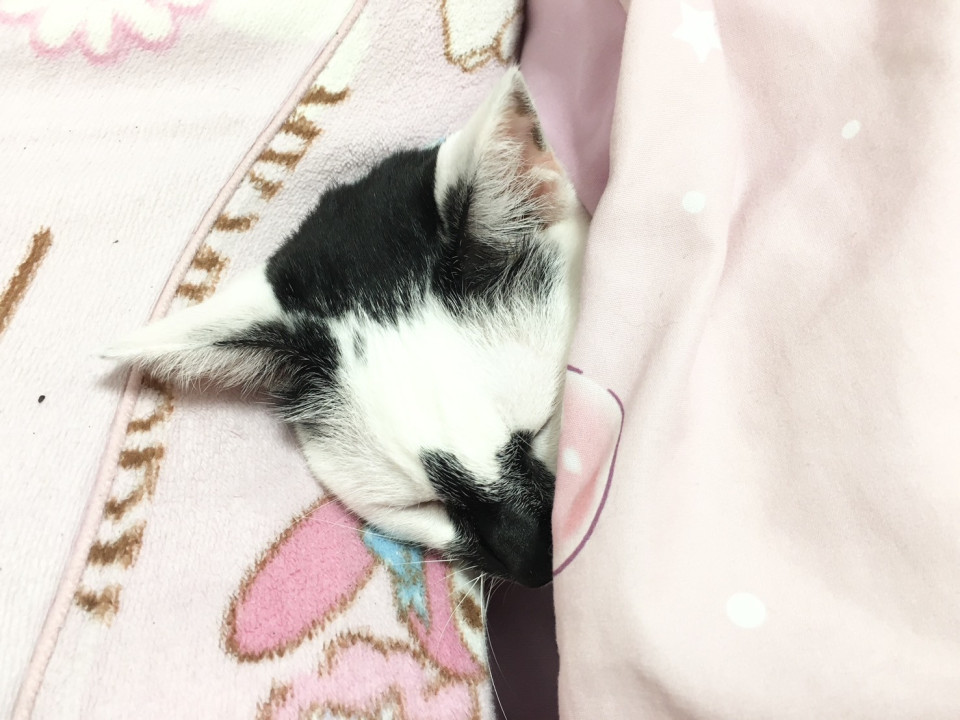 甘えん坊すぎて困ってます…！