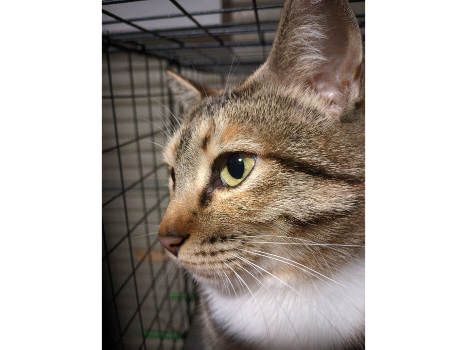 9頭の子を守り抜いた愛情深く賢いお母さん