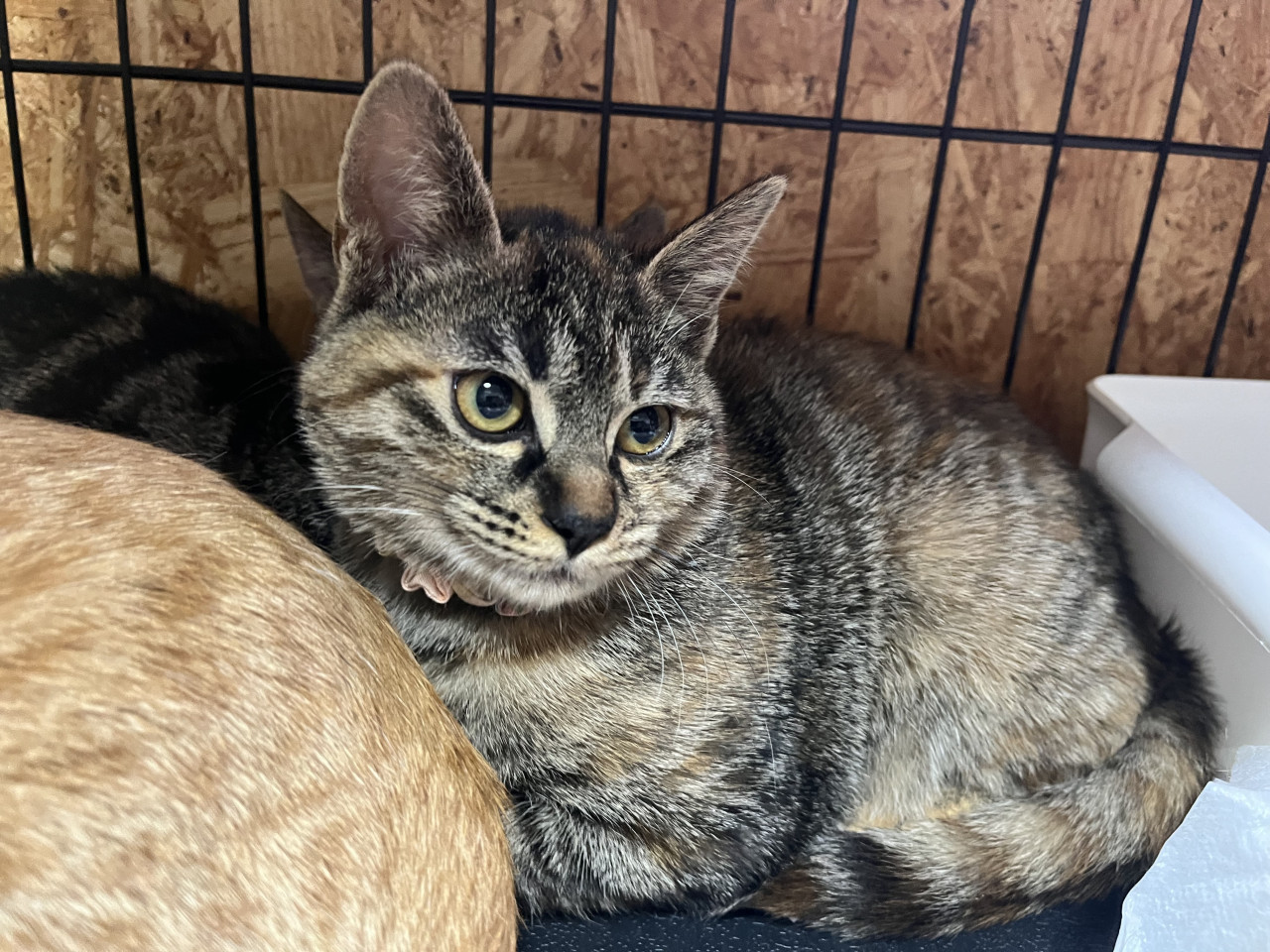 動画あり。母乳で育ったサビキジ猫