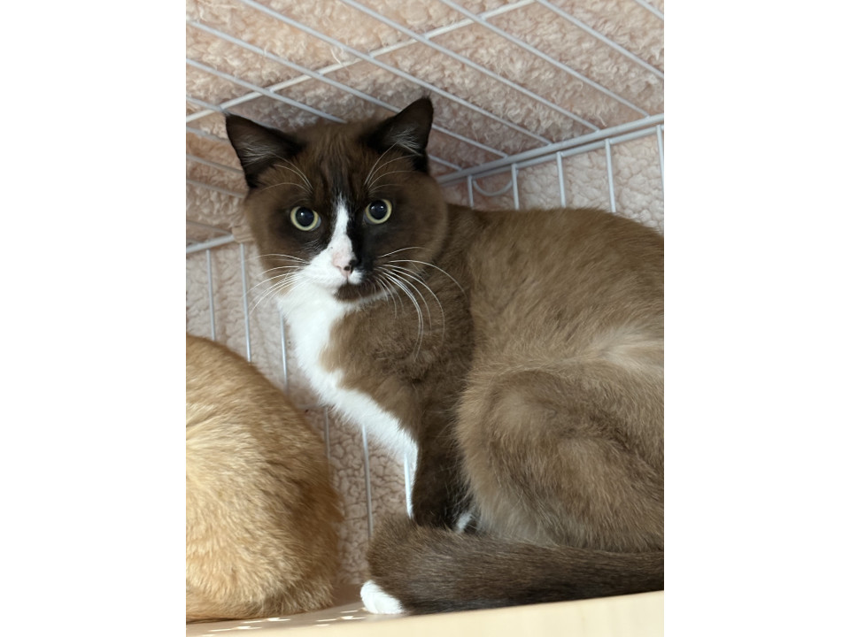 たぬきのようなふわふわ猫ちゃん