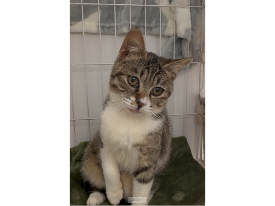 困った顔が得意なキジ白ちゃん