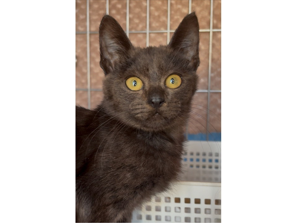 ココア色の黒猫ちゃん