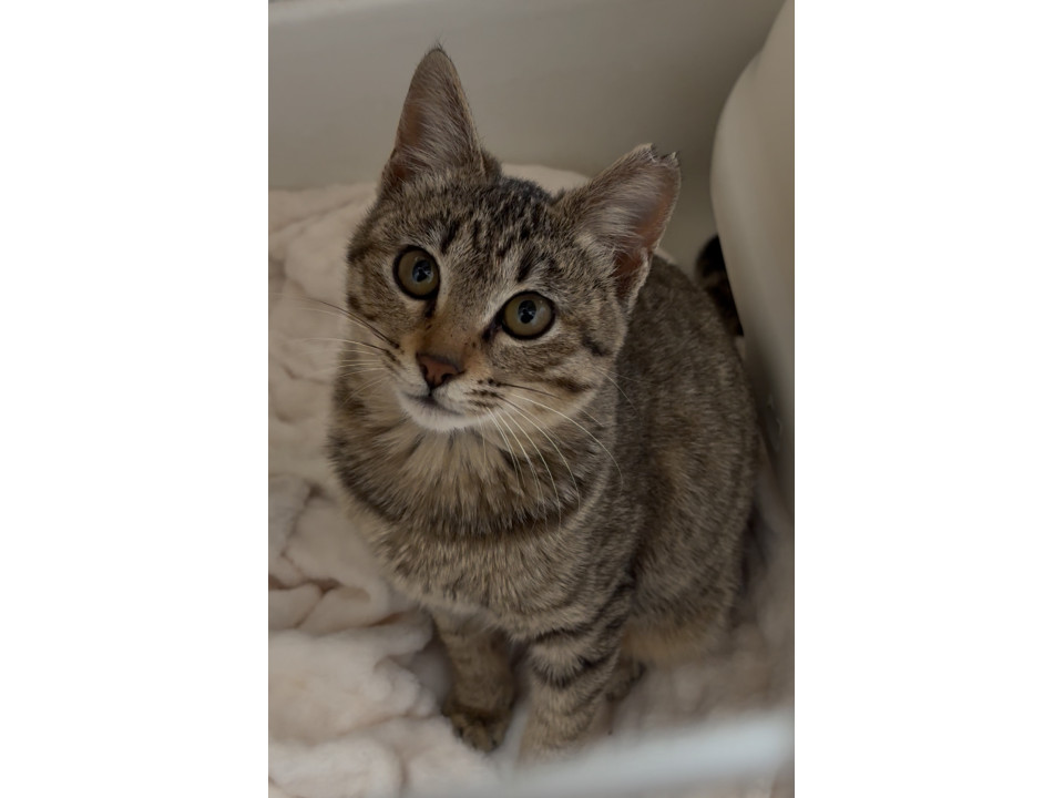 さくら耳のキジトラちゃん