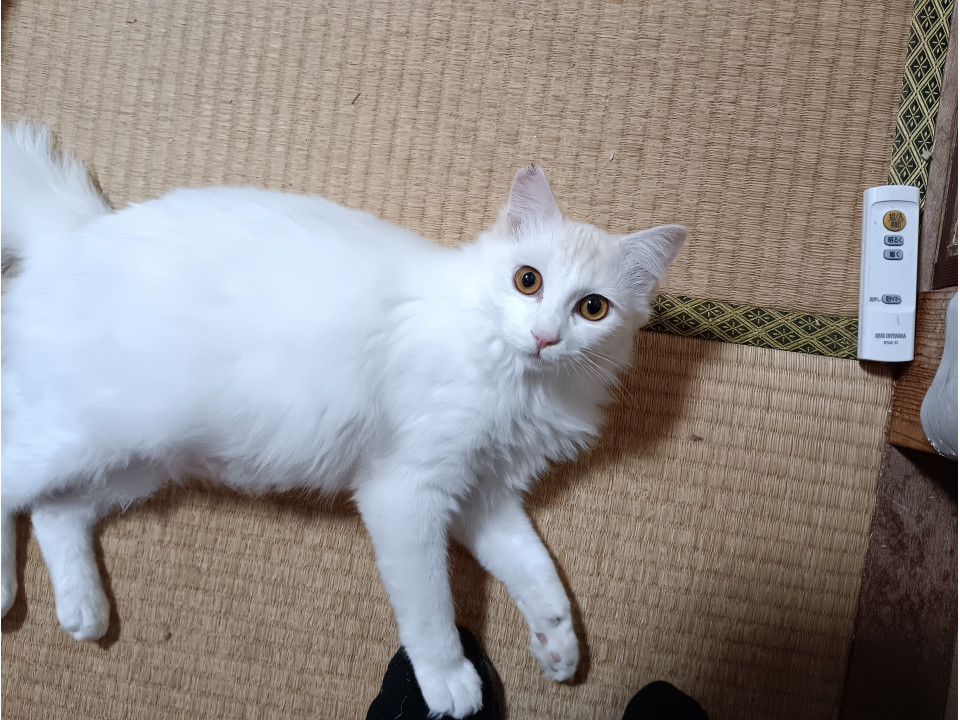 人懐こい❤甘えん坊❤長毛の白猫ちゃん