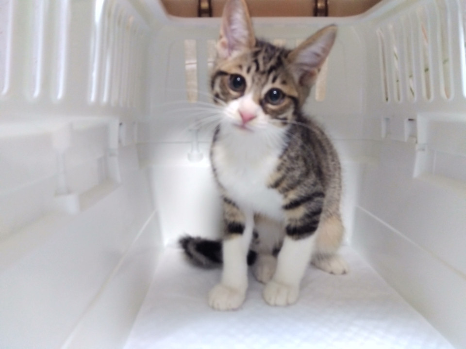 元気で可愛いキジ白女の子