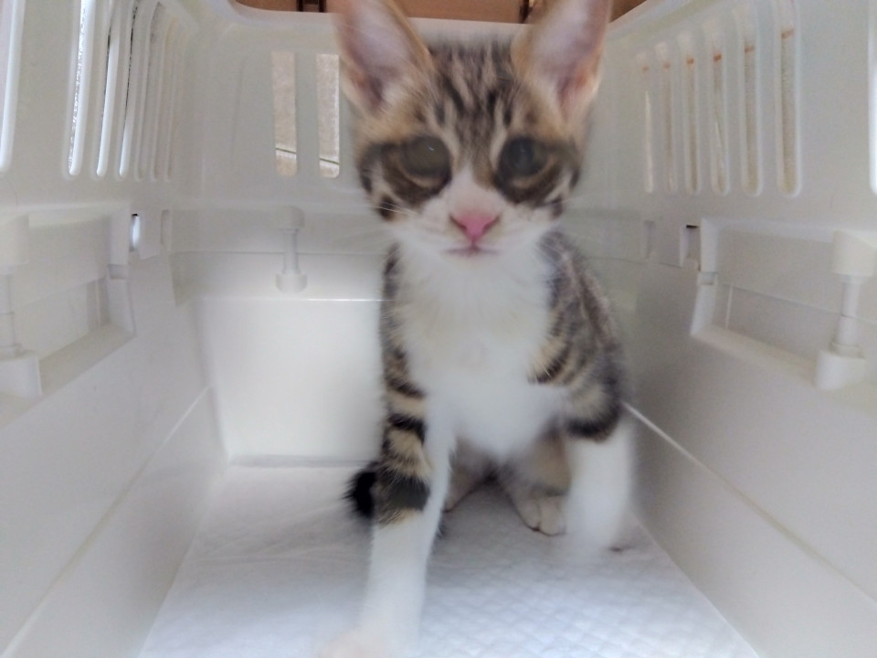 何処でもベッタリ元気な男の子