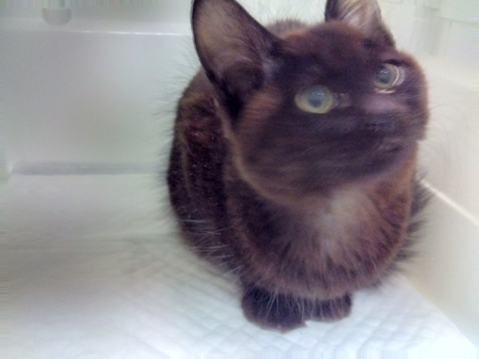 何時も足元にベッタリかまって欲しいと催促