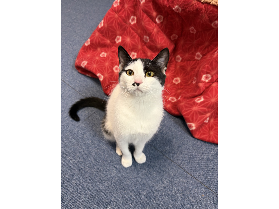 甘えん坊な女の子⭐️リオ⭐️見学可！