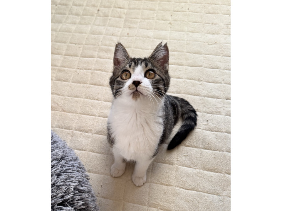 おっとり、おしとやかな女の子ノアちゃん