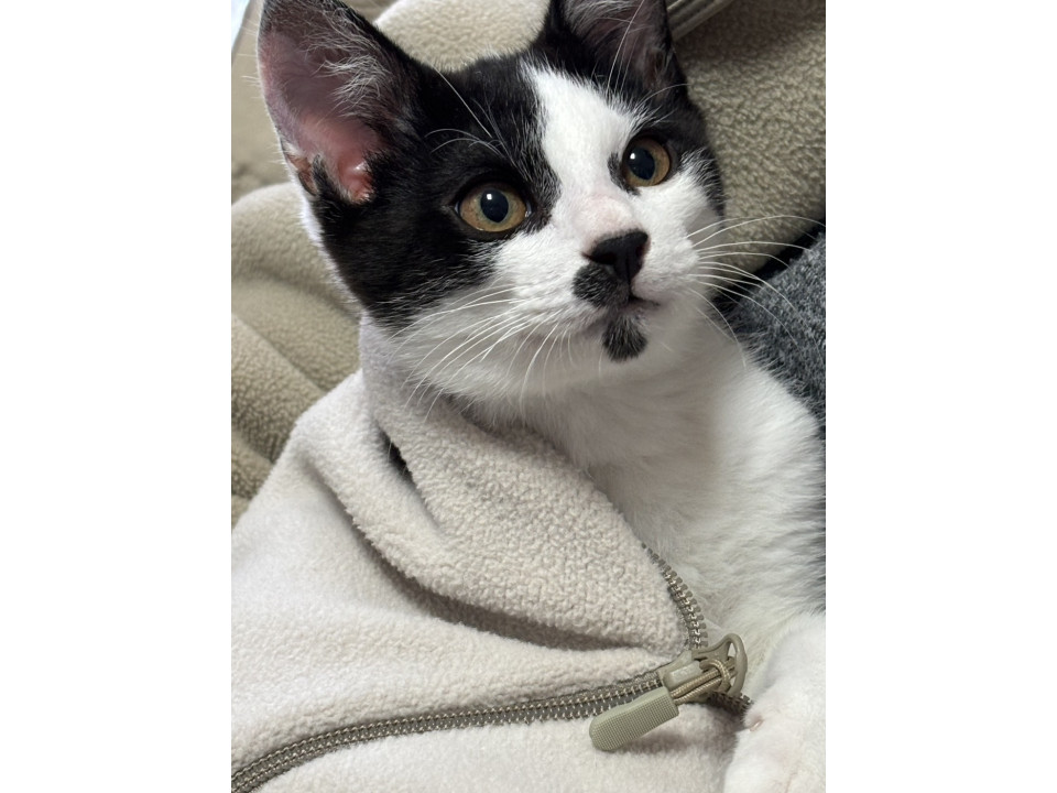 イケメンハチワレ❤️けんたくん