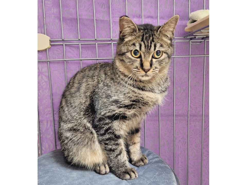 正統派キジトラ❤️めかぶくん