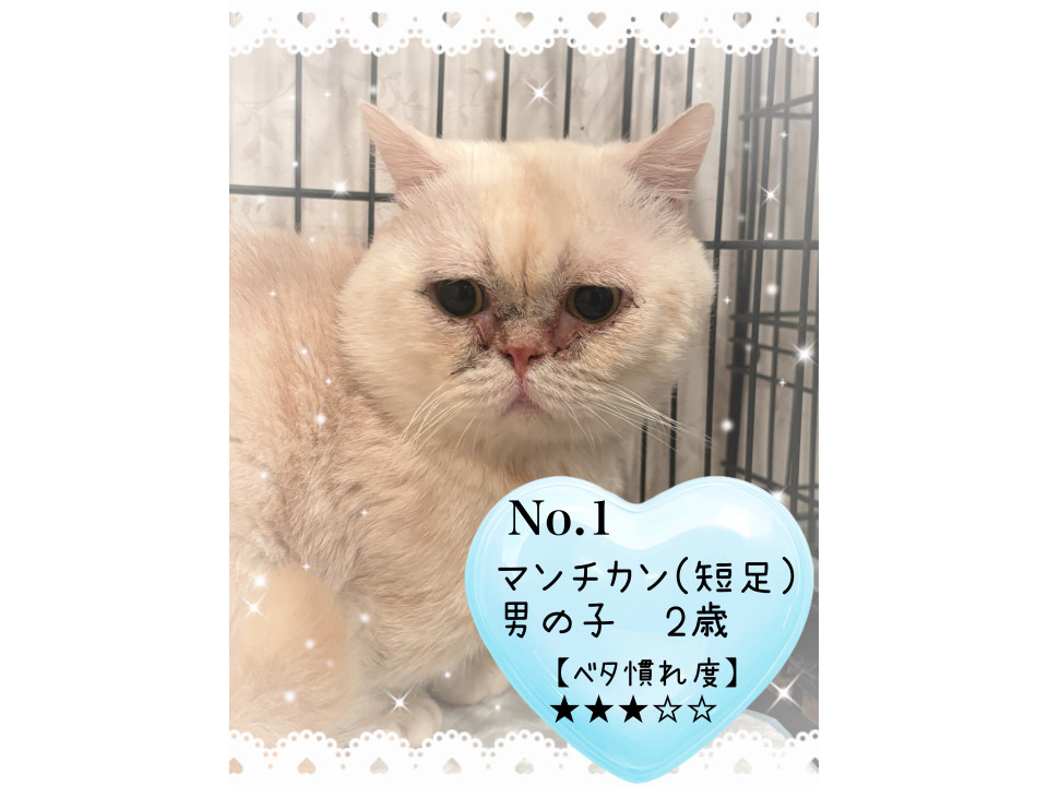 1/11たつの市譲渡会参加！マンチカ♂