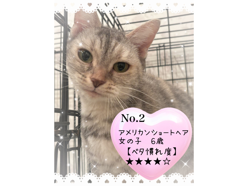 1/11譲渡会参加！アメショ︎︎ ♀