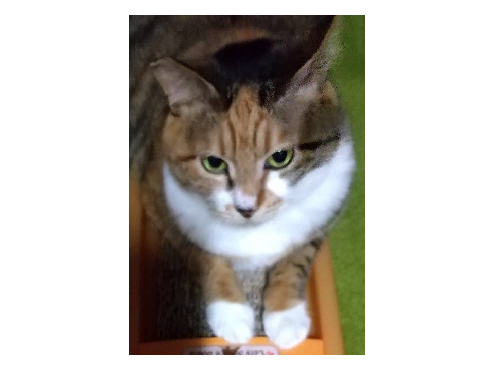 不幸な境遇の三毛猫コネコちゃん