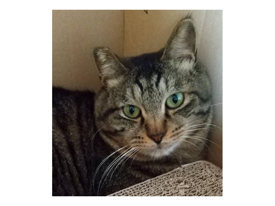 不幸な境遇のキジトラのシマネコ君