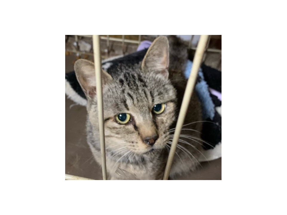 超人懐っこいキジトラのラック君