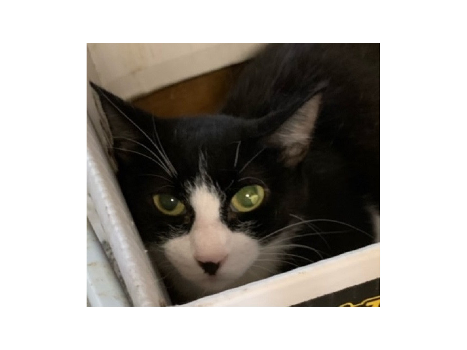 穏やかな性格白黒ハチワレのハナちゃん