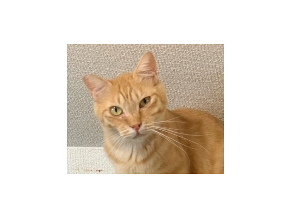 人に興味をもち始めた茶トラのチャイ君