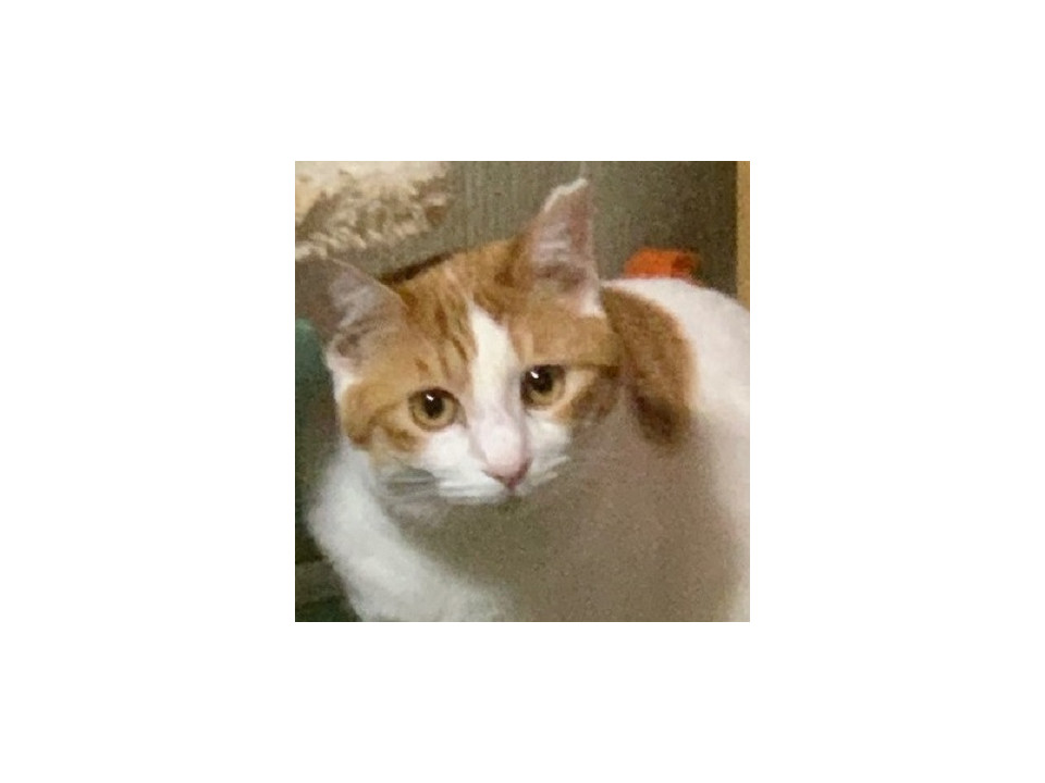 お目目クリクリ可愛い白茶のももちゃん