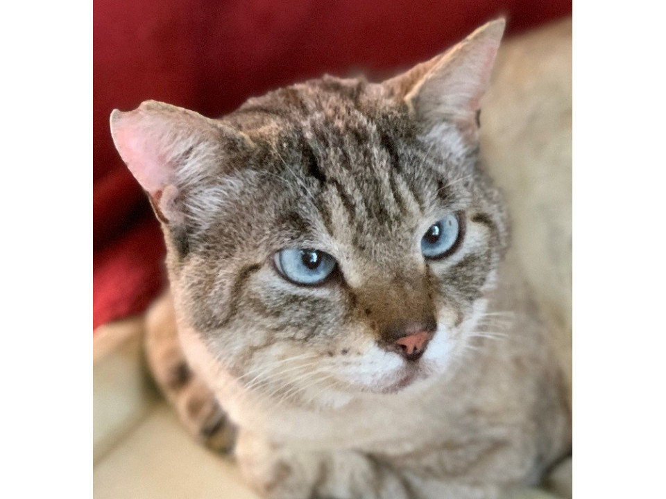 ブルーの瞳おっとりしたシャムMIXトム君