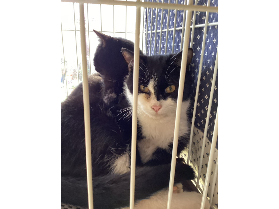 白黒ハチワレくん