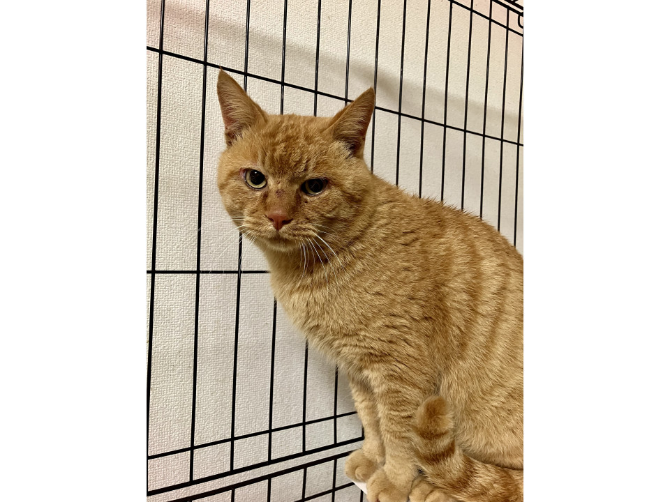 茶虎のセナくん