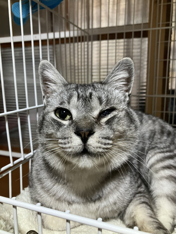 グレーサバ虎　コレタンくん