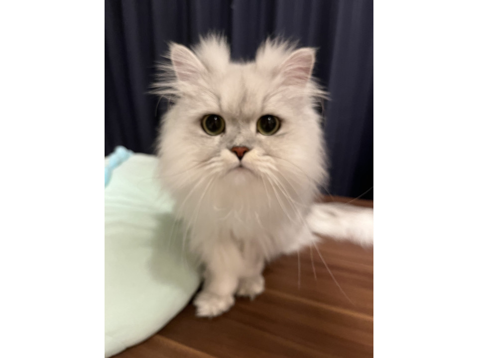 ペルシャのかわいい男の子