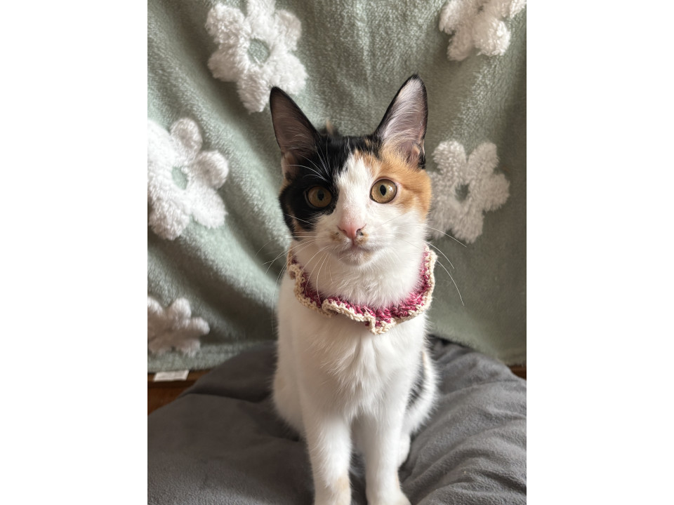 かわいい三毛ちゃん