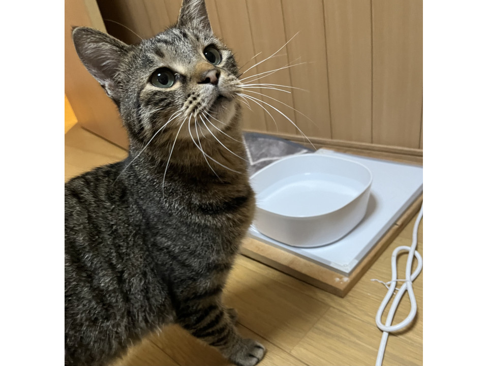 優しいキジトラくん