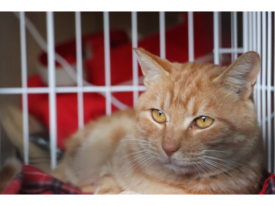 大人しい茶トラです。