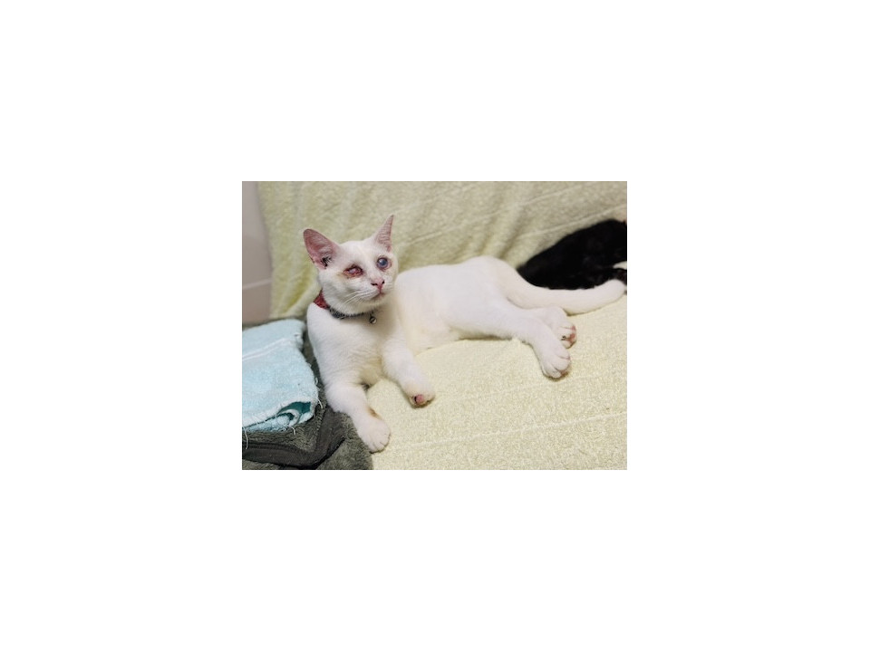 いつもご機嫌 激人懐こい白猫