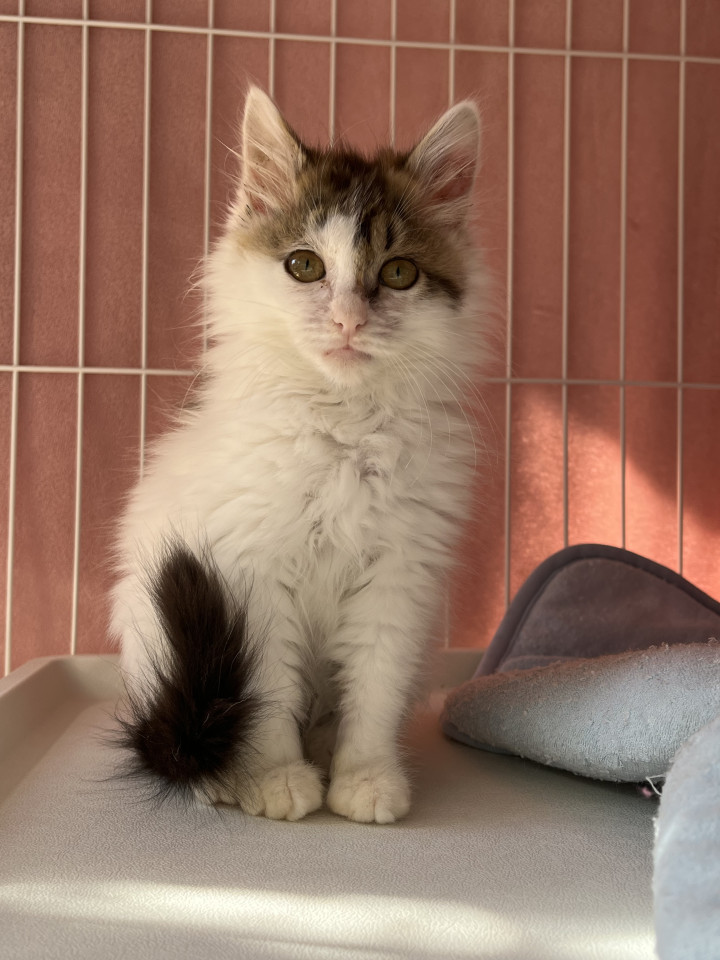 モコモコなキジ白女の子❣️