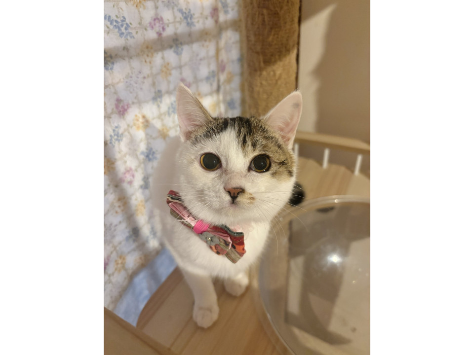 食いしん坊のまん丸お顔のヘナちゃん