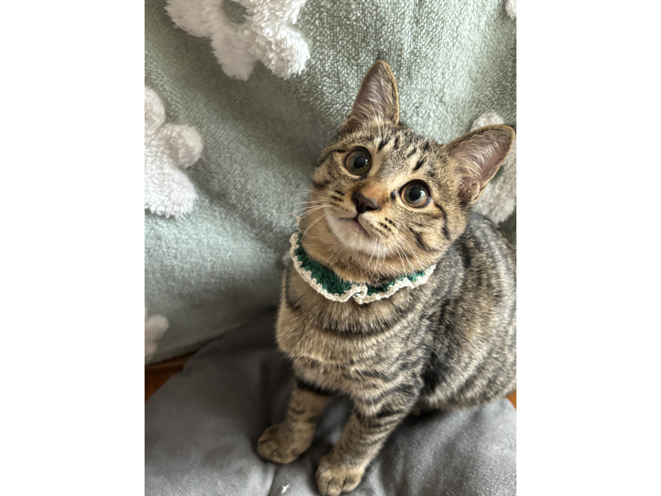 かわいいキジ猫ちゃん