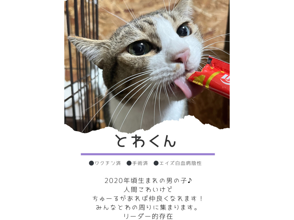 みんなのリーダーとわくん