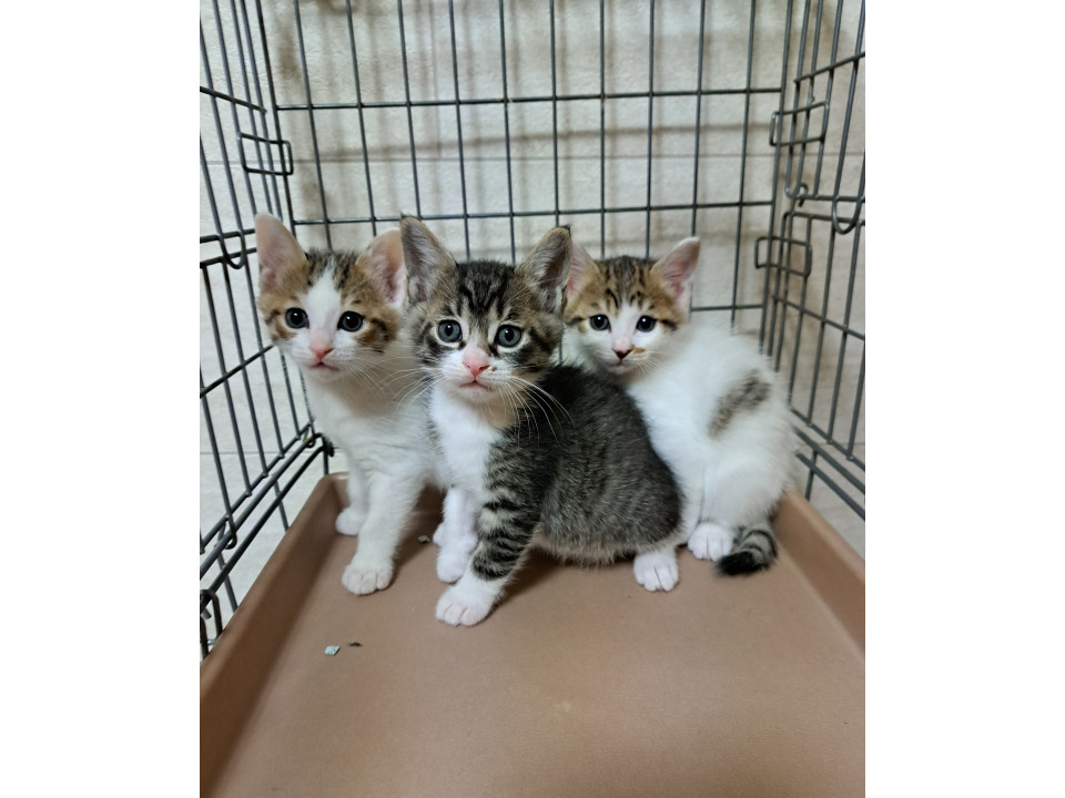 可愛い３兄弟　生後１ヶ月