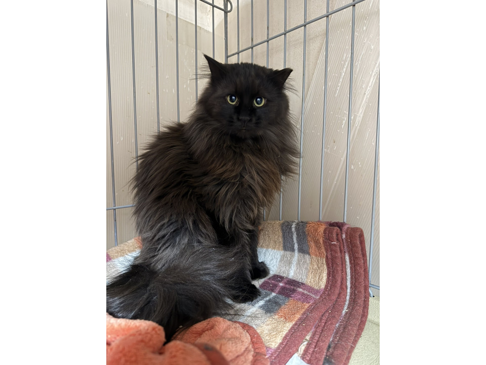 子猫を育てた黒猫長毛ちゃん避妊済