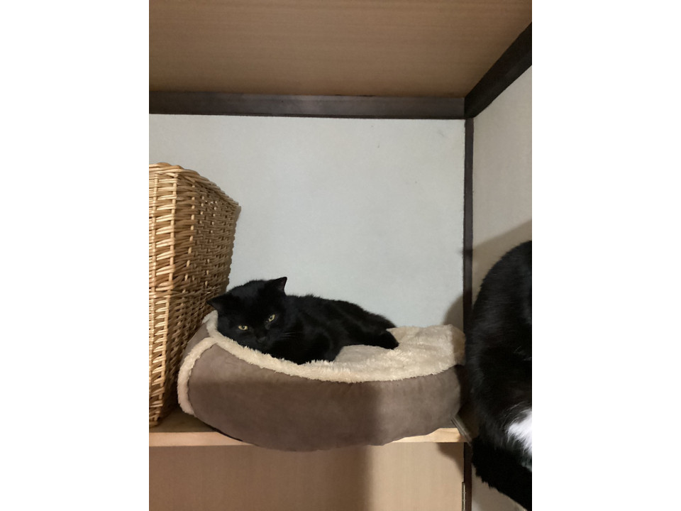 急募　黒猫　男の子推定7か月