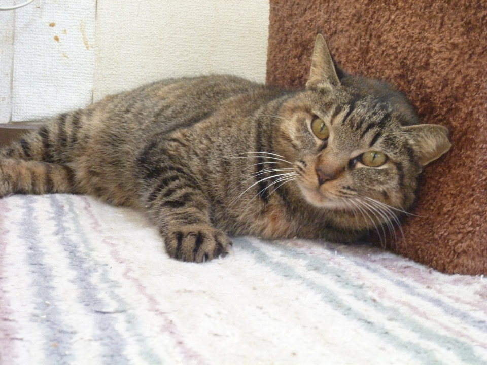 飼い猫に最適な超甘えん坊の麦わら！