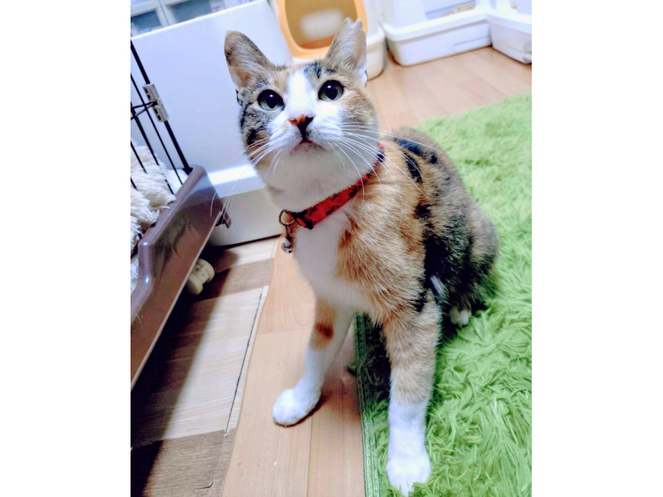 7/20譲渡会】愛情深い三毛猫❤シルビア