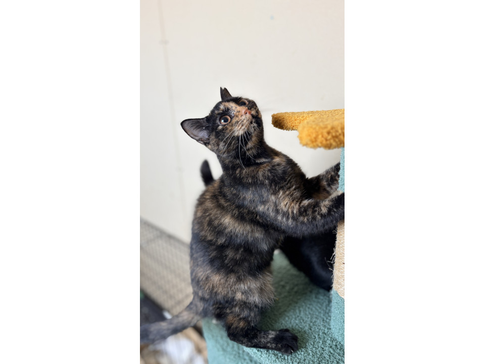 とにかく撫でられたいサビちゃん