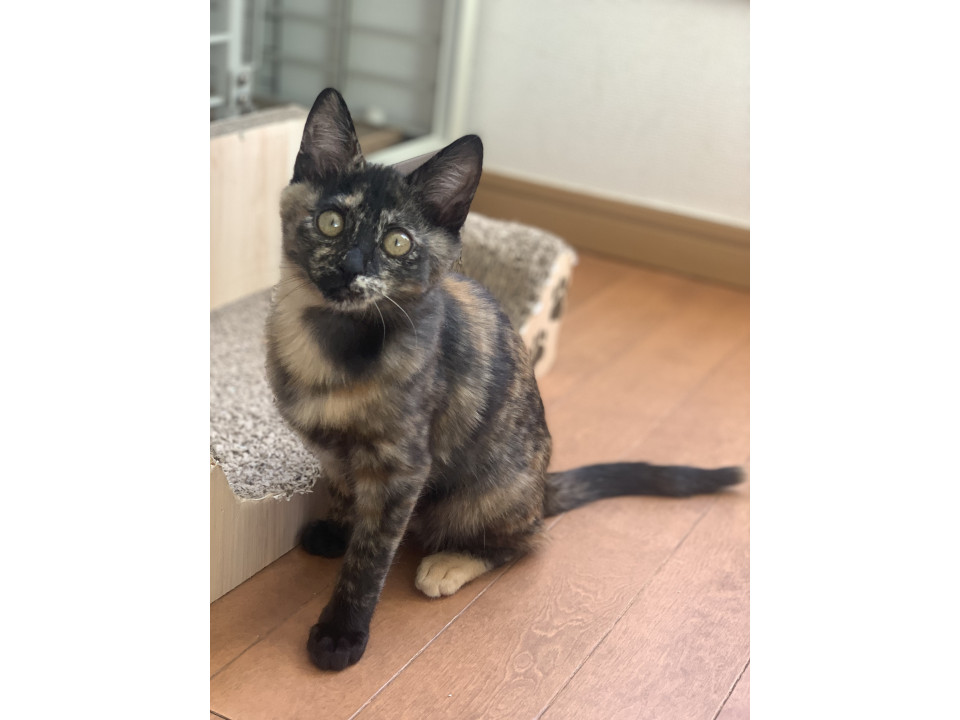 美しいサビ猫