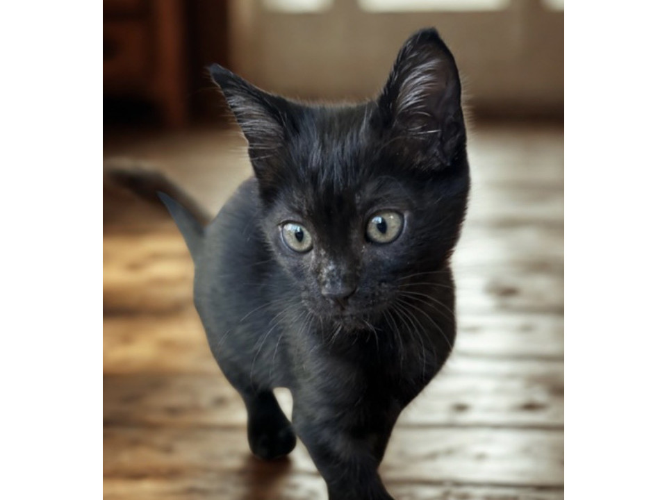 ミルクから育てた黒猫くん甘えん坊です
